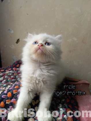 Traditional persian cat